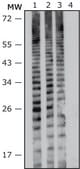 Anti- Proteus vulgaris antibody produced in rabbit IgG fraction of antiserum