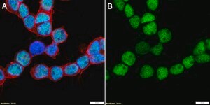 Anti-OTX2 Antibody, clone 1O4 ZooMAb&#174; Rabbit Monoclonal recombinant, expressed in HEK 293 cells