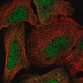 Anti-NTMT1 antibody produced in rabbit Prestige Antibodies® Powered by Atlas Antibodies, affinity isolated antibody