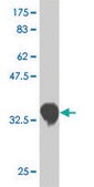 Monoclonal Anti-CSRP3 antibody produced in mouse clone 6D2, purified immunoglobulin, buffered aqueous solution