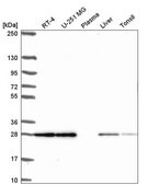 Anti-TMEM98 antibody produced in rabbit Prestige Antibodies® Powered by Atlas Antibodies, affinity isolated antibody