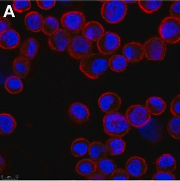 Anti-Adenovirus Hexon Antibody, clone 7/48.7c ZooMAb&#174; Mouse Monoclonal recombinant, expressed in HEK 293 cells