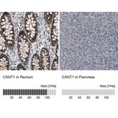Anti-CANT1 antibody produced in rabbit Prestige Antibodies® Powered by Atlas Antibodies, affinity isolated antibody, buffered aqueous glycerol solution, Ab1