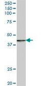 Anti-RABEP2 antibody produced in mouse IgG fraction of antiserum, buffered aqueous solution