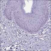 Anti-SLC10A1 antibody produced in rabbit Prestige Antibodies® Powered by Atlas Antibodies, affinity isolated antibody, buffered aqueous glycerol solution
