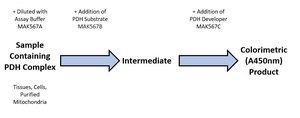 Pyruvate Dehydrogenase Activity Assay Kit sufficient for 100 colorimetric&nbsp;tests