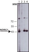 Anti-NDRG1 (C-terminal) antibody produced in rabbit ~1.0 mg/mL, affinity isolated antibody, buffered aqueous solution