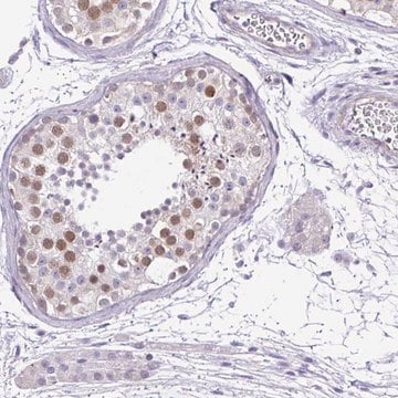 Anti-ANO4 antibody produced in rabbit Prestige Antibodies&#174; Powered by Atlas Antibodies, affinity isolated antibody, buffered aqueous glycerol solution