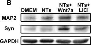 抗突触素I抗体 serum, Chemicon&#174;