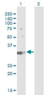 Monoclonal Anti-TREX1 antibody produced in mouse clone 2F10, purified immunoglobulin, buffered aqueous solution