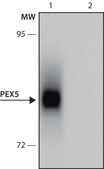 Monoclonal Anti-PEX5 antibody produced in mouse clone PEX5-B173, culture supernatant