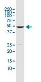 Monoclonal Anti-DUSP5 antibody produced in mouse clone 2F3, purified immunoglobulin, buffered aqueous solution