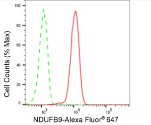 KD-Validated Anti NDUFB9 Antibody, clone 24GB90, Rabbit Monoclonal clone 24GB90, recombinant rabbit monoclonal, expressed in HEK293 cells