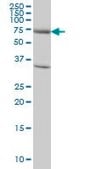 Monoclonal Anti-EXOC7 antibody produced in mouse clone 1D4, purified immunoglobulin, buffered aqueous solution