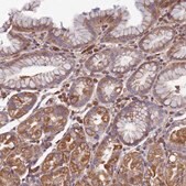 Anti-CCDC153 antibody produced in rabbit Prestige Antibodies&#174; Powered by Atlas Antibodies, affinity isolated antibody, buffered aqueous glycerol solution