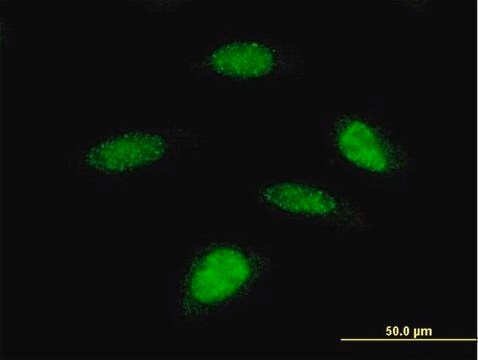 Monoclonal Anti-RPS6KB2 antibody produced in mouse clone 4B11, purified immunoglobulin, buffered aqueous solution