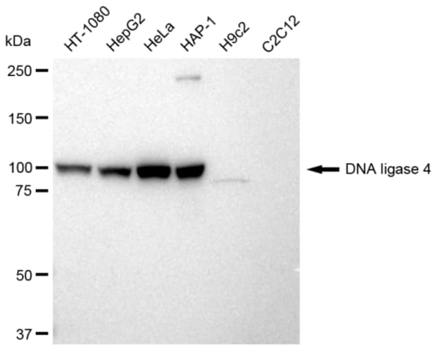 KD-Validated Anti DNA ligase 4 Antibody, clone 23GB2515, Rabbit Monoclonal clone 23GB2515, recombinant rabbit monoclonal, expressed in HEK293 cells