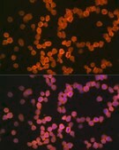 Anti-MHC class I (HLA-A/B) Antibody, clone 3I1C1, Rabbit Monoclonal