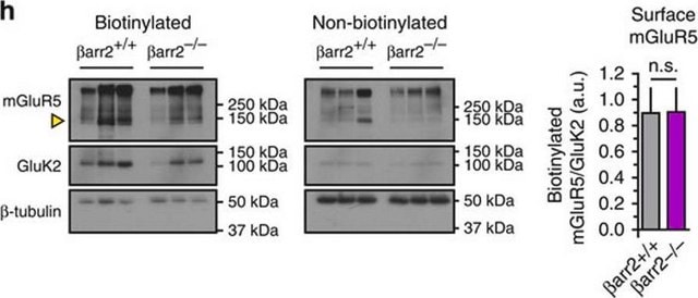 Anti-GluR6/7 Antibody, clone NL9, rabbit monoclonal culture supernatant, clone NL904, Upstate&#174;