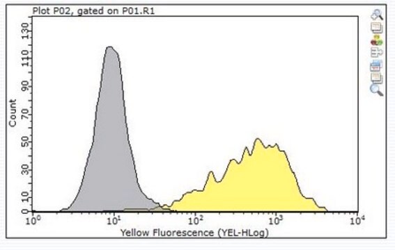 Anti-ADAM 12 Antibody, clone 6E6 clone 6E6, from mouse