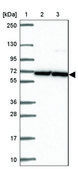 Anti-DLL3 antibody produced in rabbit Prestige Antibodies® Powered by Atlas Antibodies, affinity isolated antibody, buffered aqueous glycerol solution