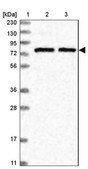 Anti-SLU7 antibody produced in rabbit Prestige Antibodies&#174; Powered by Atlas Antibodies, affinity isolated antibody, buffered aqueous glycerol solution