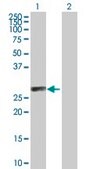 Anti-C1QTNF6, (C-terminal) antibody produced in mouse purified immunoglobulin, buffered aqueous solution