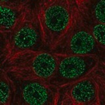 Anti-ZBTB9 antibody produced in rabbit Prestige Antibodies&#174; Powered by Atlas Antibodies, affinity isolated antibody, buffered aqueous glycerol solution