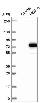 Anti-FEM1B antibody produced in rabbit Prestige Antibodies&#174; Powered by Atlas Antibodies, affinity isolated antibody, buffered aqueous glycerol solution