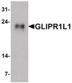 Anti-GLIPR1L1 antibody produced in rabbit affinity isolated antibody