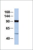 Anti-SIDT2 antibody produced in rabbit affinity isolated antibody