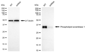 KD-Validated Anti Phospholipid Scramblase 1 Antibody, clone 24GB1550, Rabbit Monoclonal clone 24GB1550, recombinant rabbit monoclonal, expressed in HEK293 cells