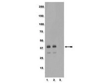 Anti-phospho-CrkL (Tyr207) Antibody Upstate®, from rabbit