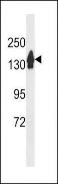 ANTI-RECQL4 (C-TERM) antibody produced in rabbit affinity isolated antibody, buffered aqueous solution