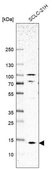 Anti-SMIM8 antibody produced in rabbit Prestige Antibodies® Powered by Atlas Antibodies, affinity isolated antibody, buffered aqueous glycerol solution