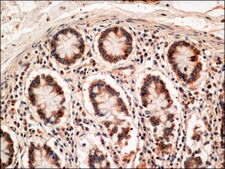 Anti-IAPP antibody produced in rabbit ~1.0&#160;mg/mL, affinity isolated antibody