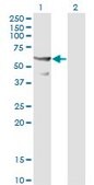 Monoclonal Anti-CDC45L antibody produced in mouse clone 3F11-1F3, purified immunoglobulin, buffered aqueous solution