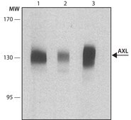 Monoclonal Anti-AXL antibody produced in mouse ~1.0 mg/mL, clone AXL188, purified immunoglobulin