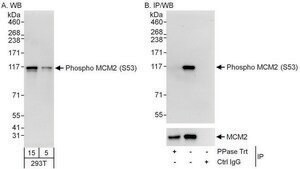Rabbit anti-Phospho MCM2 (S53) Antibody, Affinity Purified Powered by Bethyl Laboratories, Inc.