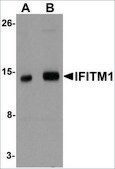 Anti-IFITM1 antibody produced in rabbit affinity isolated antibody, buffered aqueous solution