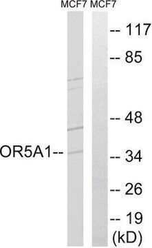 Anti-OR5A1 antibody produced in rabbit affinity isolated antibody