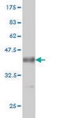 Monoclonal Anti-AKAP13 antibody produced in mouse clone 5B7, purified immunoglobulin, buffered aqueous solution