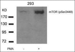 Anti-phospho-FRAP1 (pSer2448) antibody produced in rabbit affinity isolated antibody