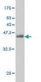 Monoclonal Anti-ENSA antibody produced in mouse clone 1H7, purified immunoglobulin, buffered aqueous solution