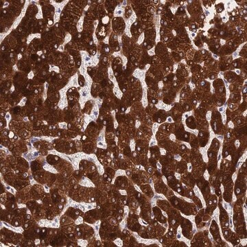 Anti-PPP2R2D antibody produced in rabbit Prestige Antibodies&#174; Powered by Atlas Antibodies, affinity isolated antibody, buffered aqueous glycerol solution