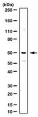 FKBP-8 Antibody serum, from rabbit