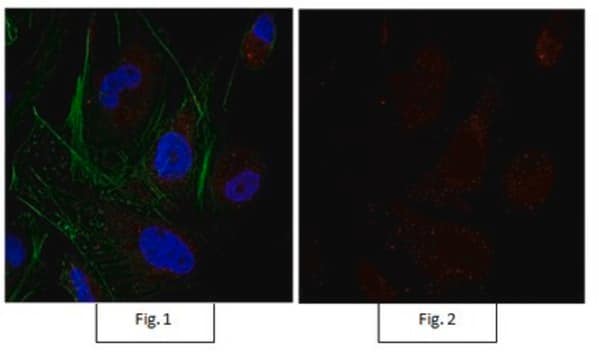 Anti-Sox9 Antibody, Alexa Fluor&#8482; 555 conjugate from rabbit, ALEXA FLUOR&#8482; 555