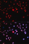 Anti-Phospho-CREB1-S133 antibody produced in rabbit
