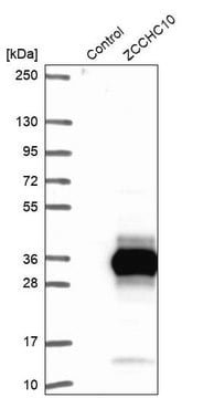 Anti-ZCCHC10 antibody produced in rabbit Prestige Antibodies&#174; Powered by Atlas Antibodies, affinity isolated antibody, buffered aqueous glycerol solution