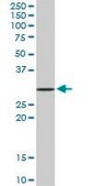 Monoclonal Anti-STX4A antibody produced in mouse clone 6A1, purified immunoglobulin, buffered aqueous solution